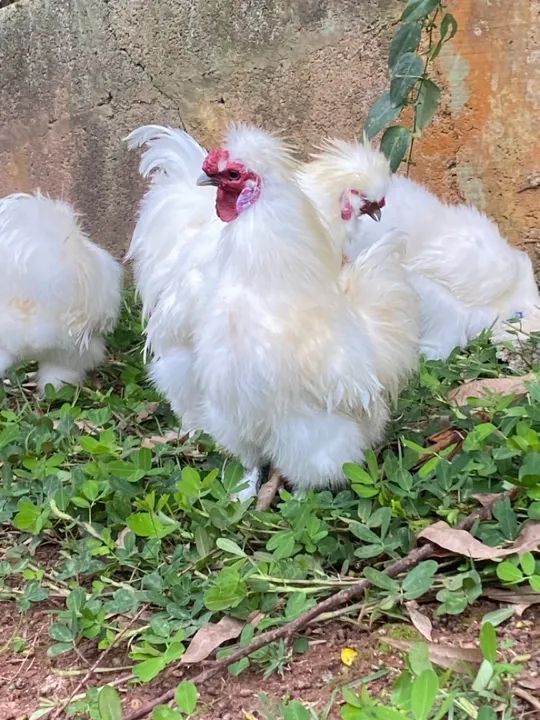 Galinha Sedosa do Japão - Jundiaí-SP