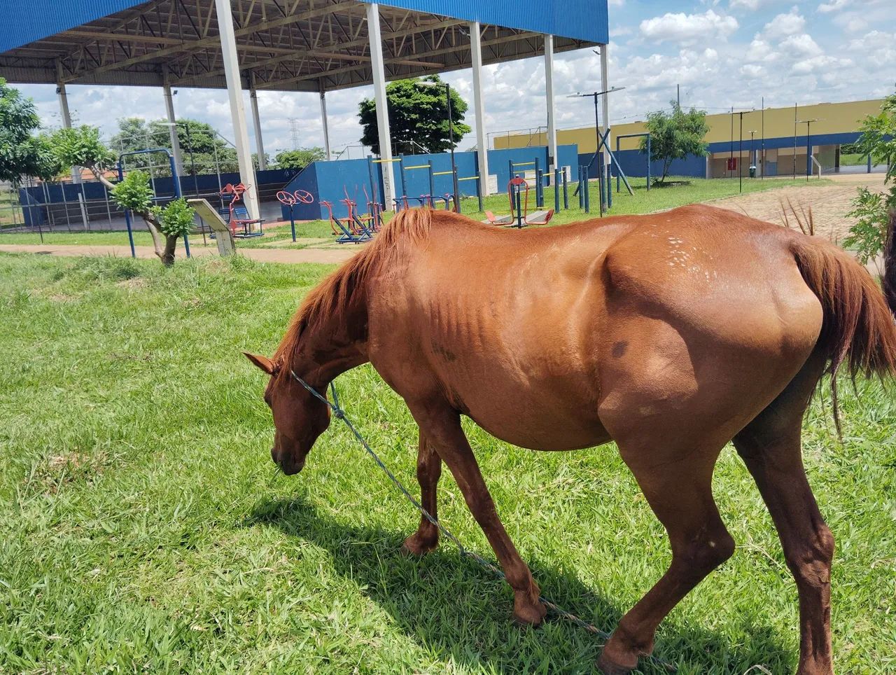 Potro e égua para venda - Foto 3