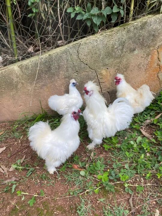 Galinha Sedosa do Japão - Jundiaí-SP - Foto 3