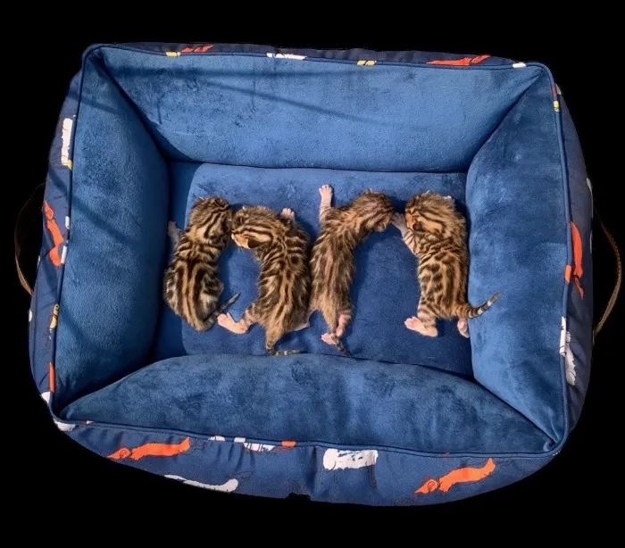 GATO BENGAL / GATOS BENGAL  - Foto 6