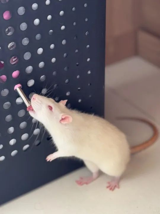 Rato Twister Macho - Foto 5