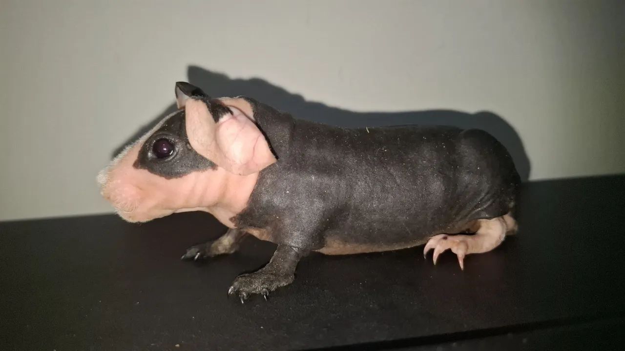 Porquinho da india skinny bicolor - Foto 2