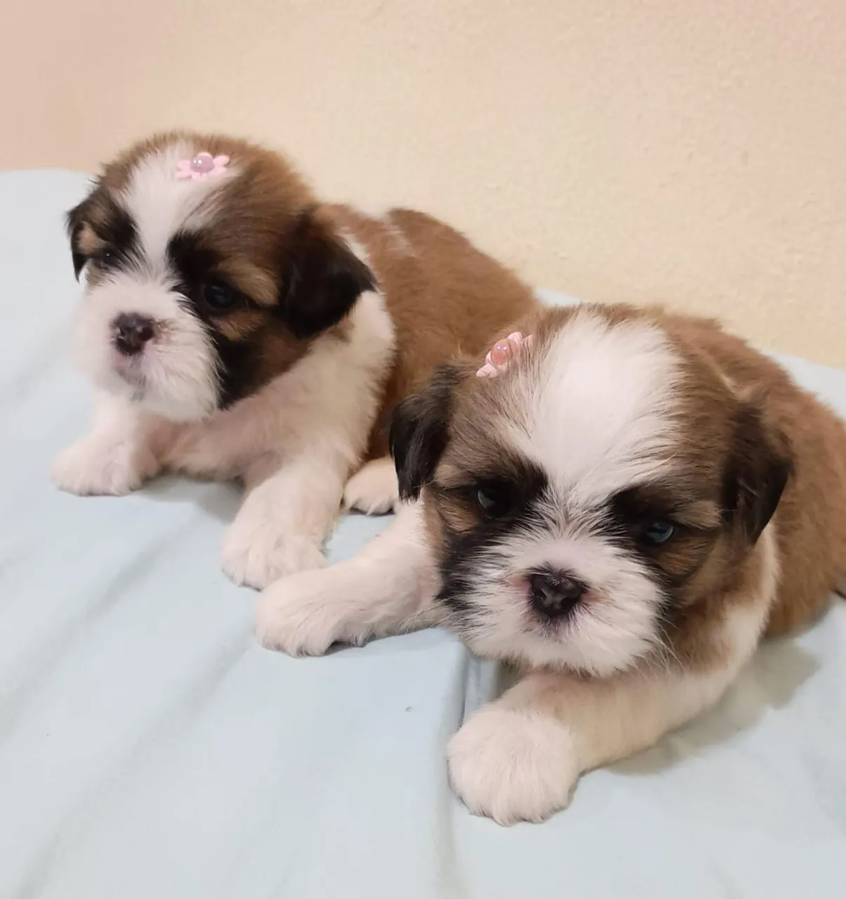 Filhotes Shih Tzu 