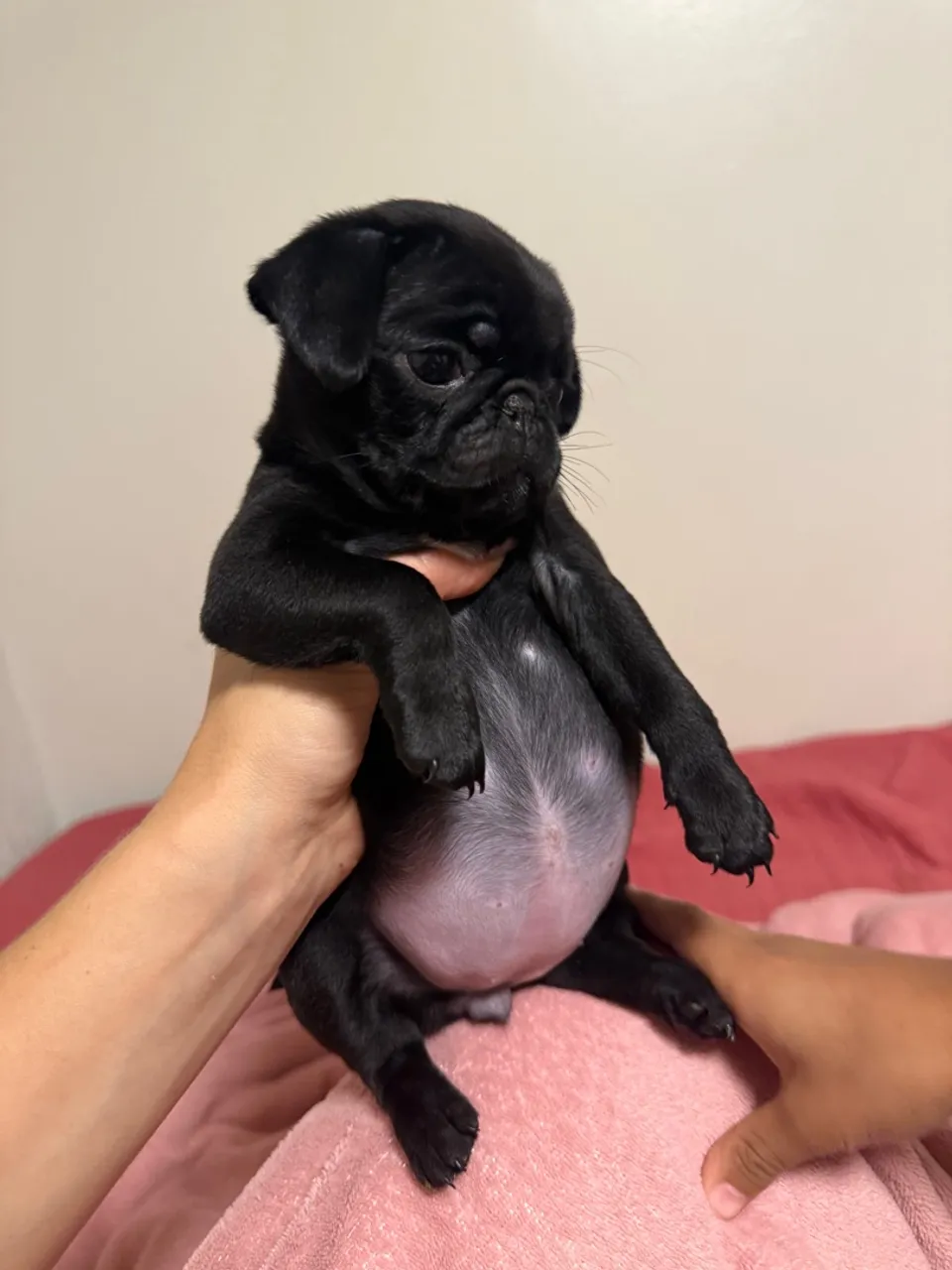 Filhote de Pug fêmea