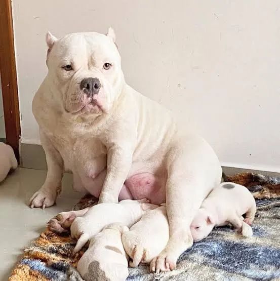 Disponível filhotes de American Bully Fêmea 