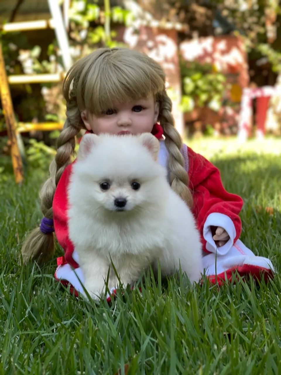 Lulu da Pomerania minúsculo  - Foto 5