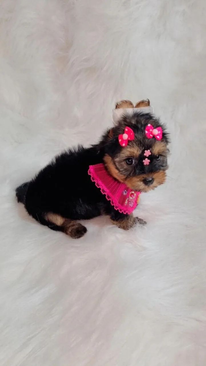 Lindas Fêmeas De Yorkshire Disponível!! - Foto 5