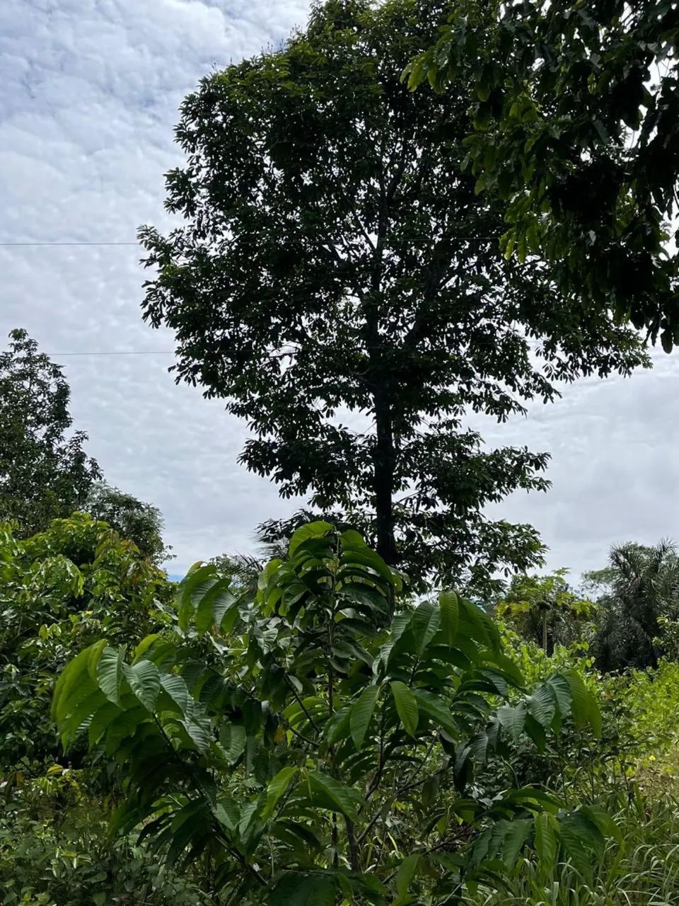 Sítio a venda  - Foto 4
