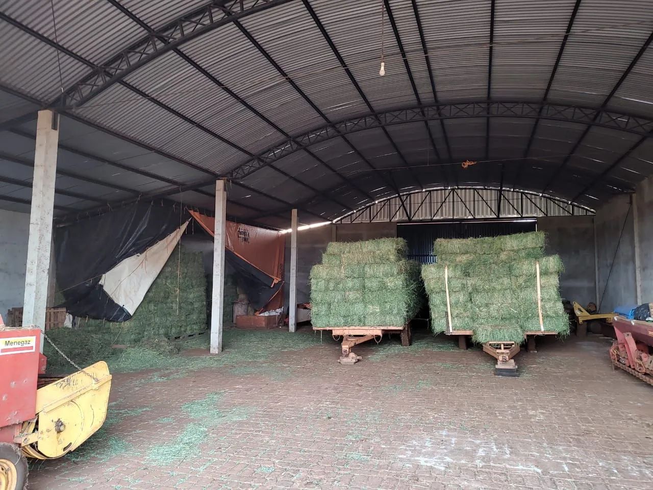 Alfafa Feno  para alimentação animal