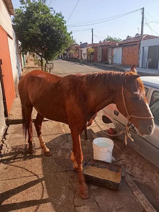 Vendo ou catiro  - Foto 5