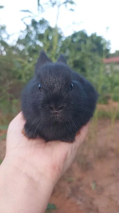 Coelhinho preto fofinho - Foto 4