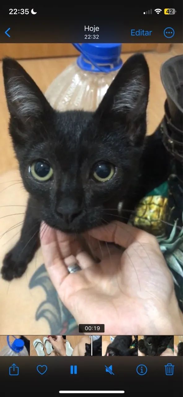 Gatinho preto lindo para adoção - Foto 3