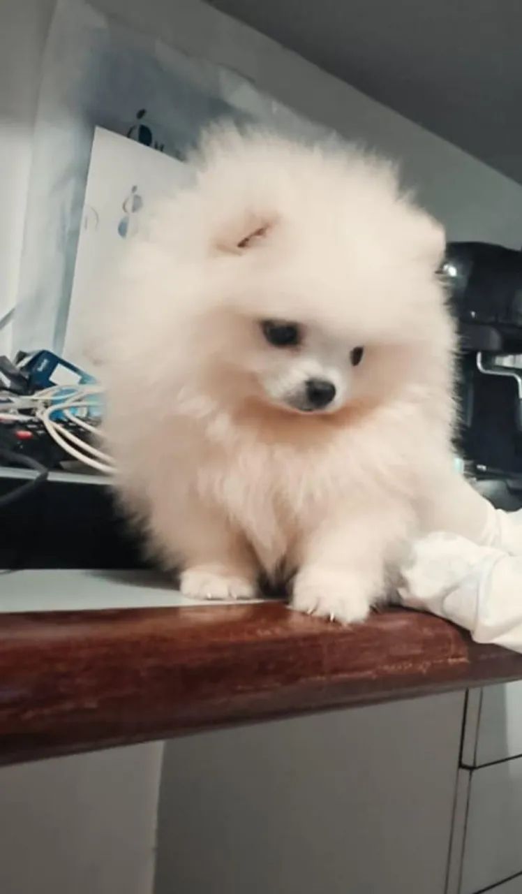 PROMOÇÃO - LULU DA POMERÂNIA BRANCO URSINHO  - Foto 5