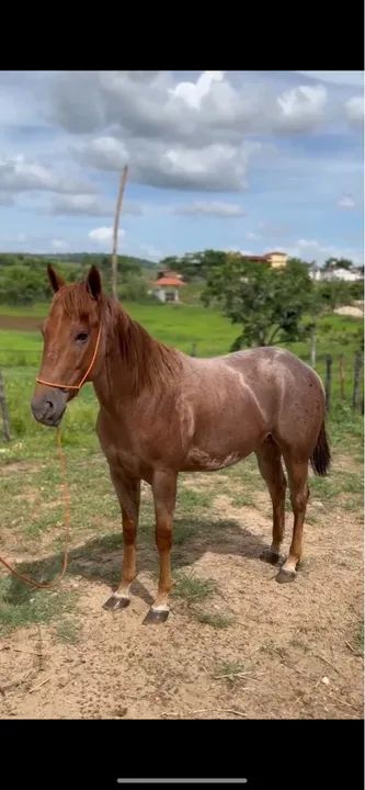 Potro Quarto de Milha