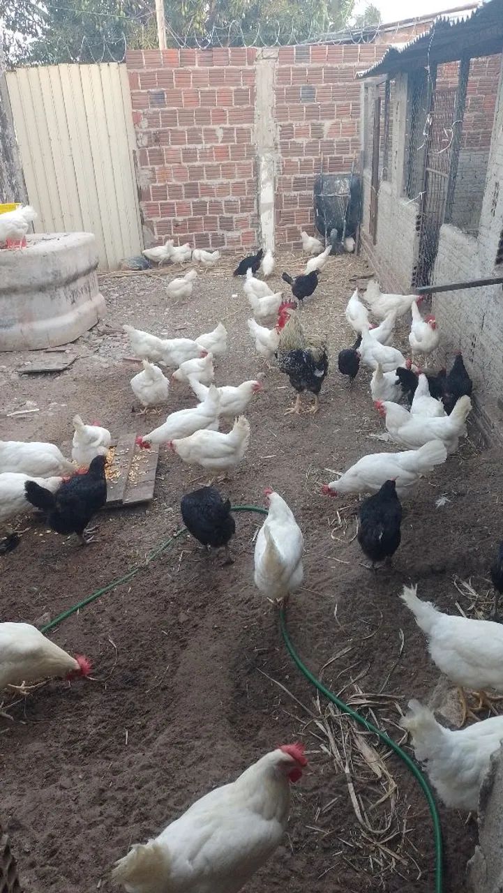 Galinhas Novogen Tinder e GLC em postura .