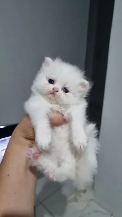Gatinhos Persa - super fofinho - Foto 5