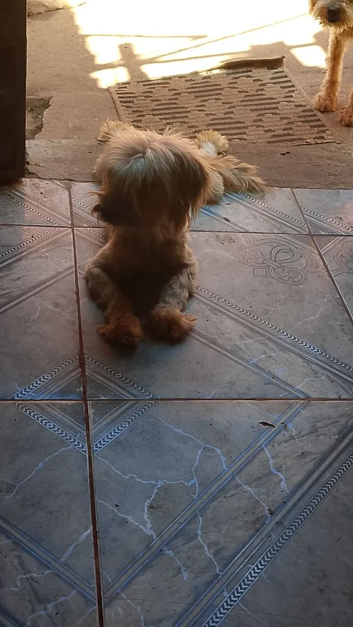 Poodle para adoção