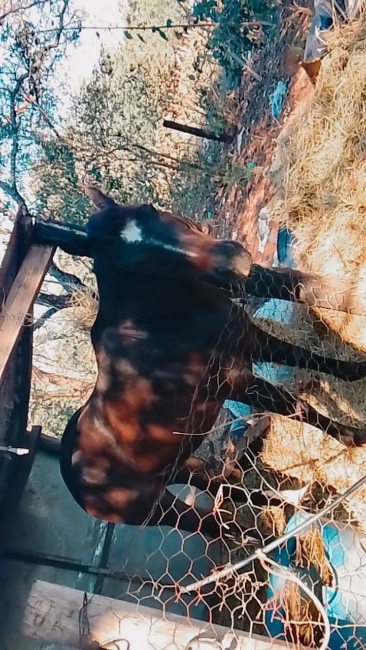 Vende se cavalo registrado  - Foto 2