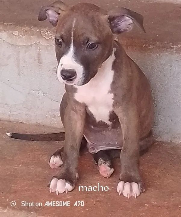  Filhotes PITBULL American TERRIE  - Foto 4