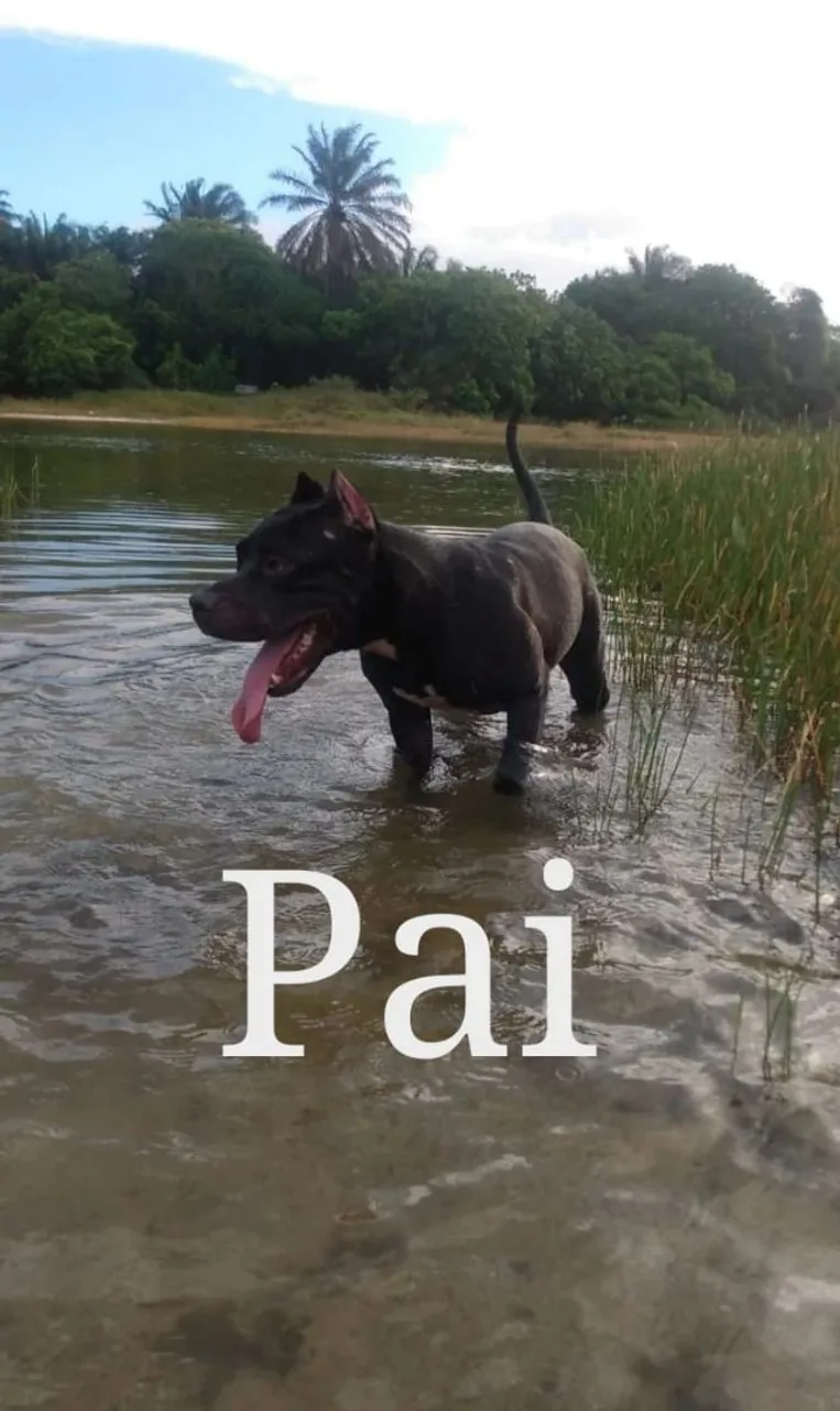 Reserve o seu filhote de Pit Bull American