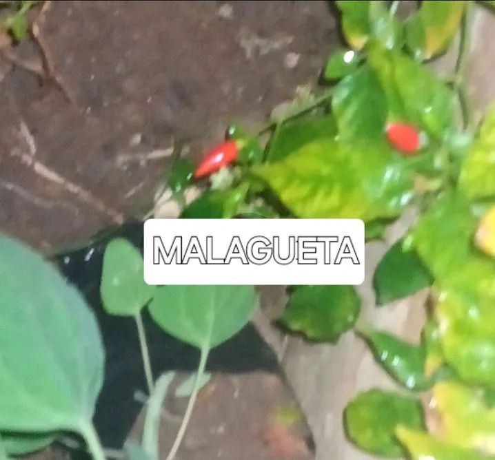 Mudas Frutiferas e outras Morangos Gigantes,  - Foto 5