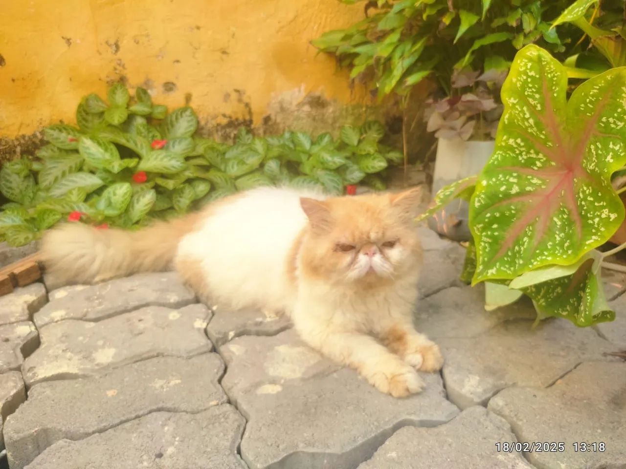 Gato Persa disponivel para cruzamento 