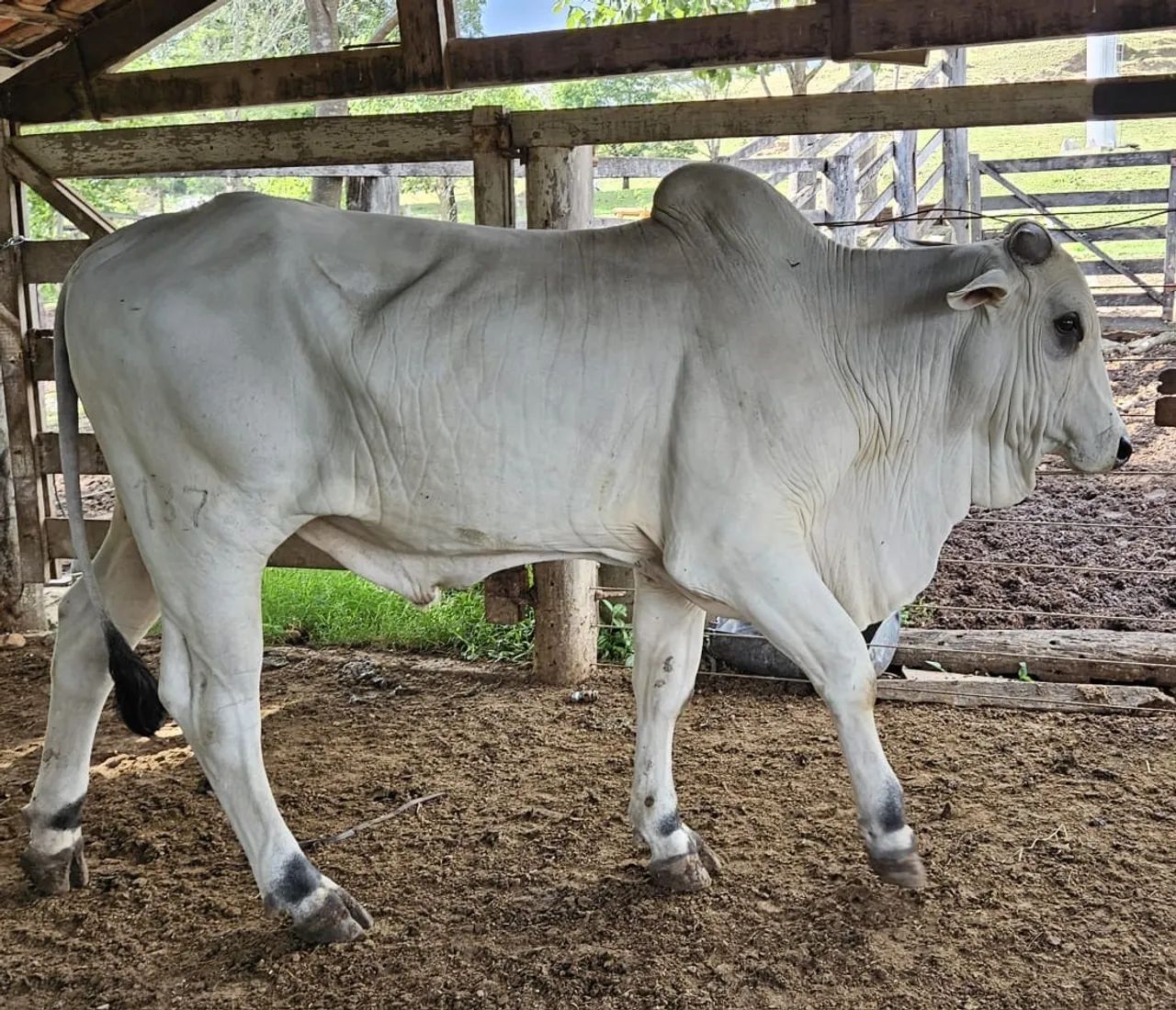 Tourinhos Nelore P.O - Foto 5