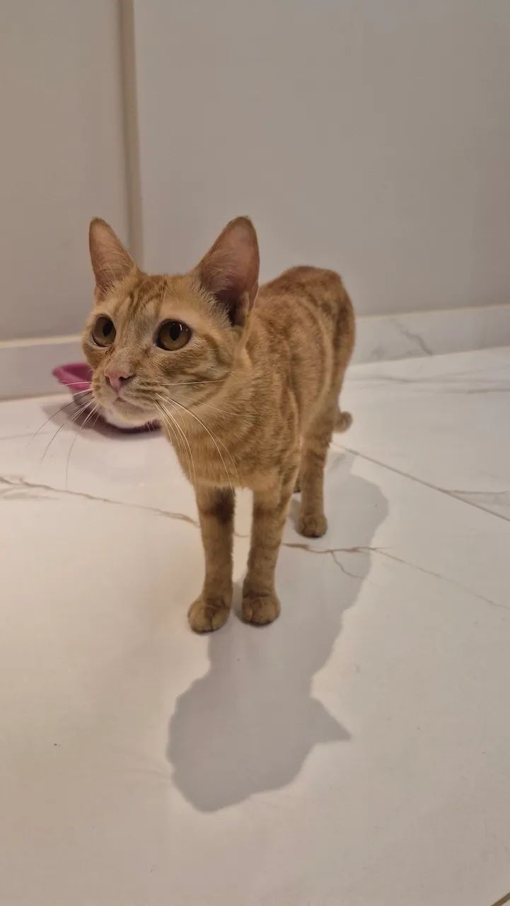 Gato para adoção 
