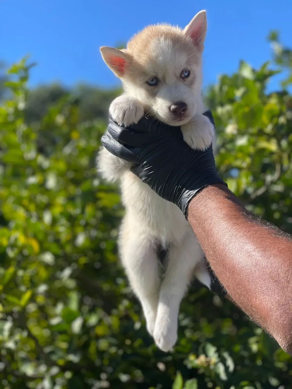 Filhote Husky Siberiano - fêmea red claro 