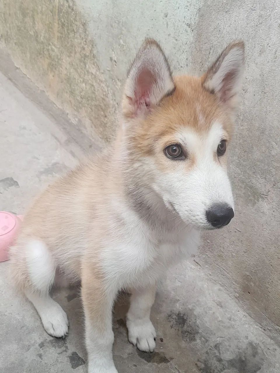 Filhote Husky Siberiano