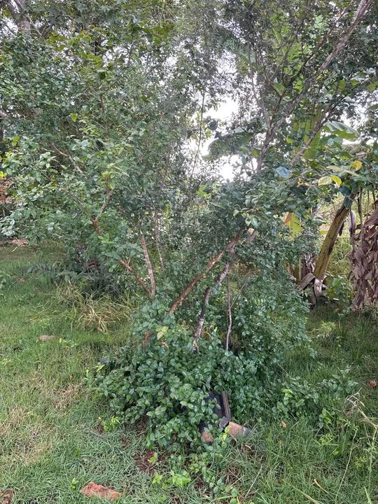 lote no jardim botânico Itaipu 7 próximo ao ouro vermelho 1 - Foto 5