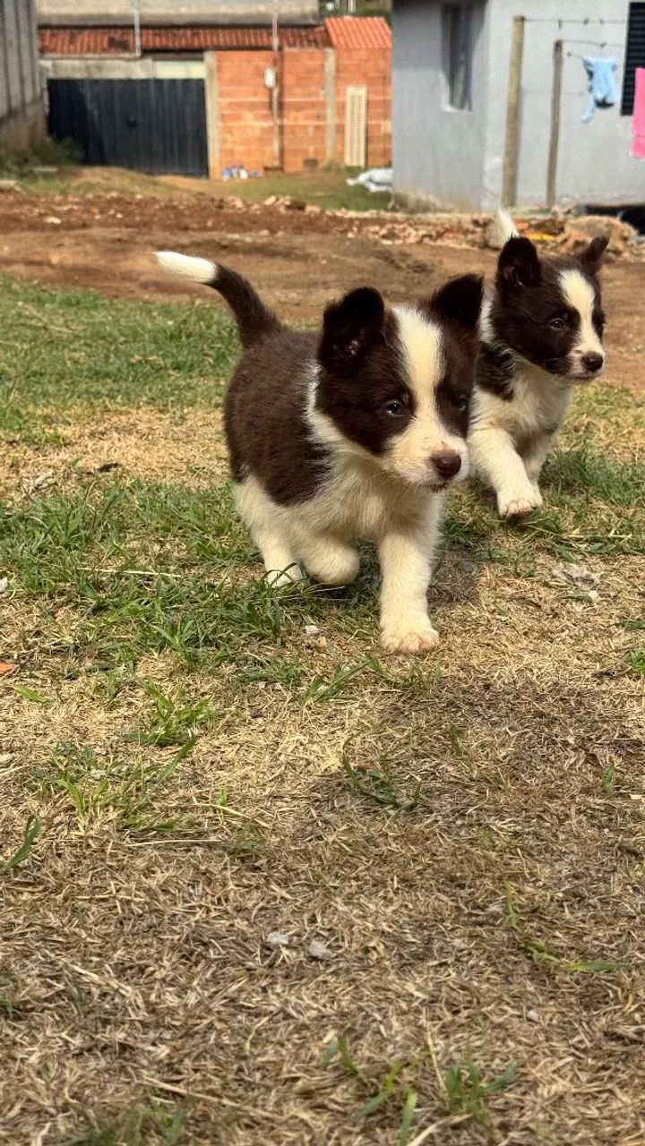 Border collie  - Foto 2