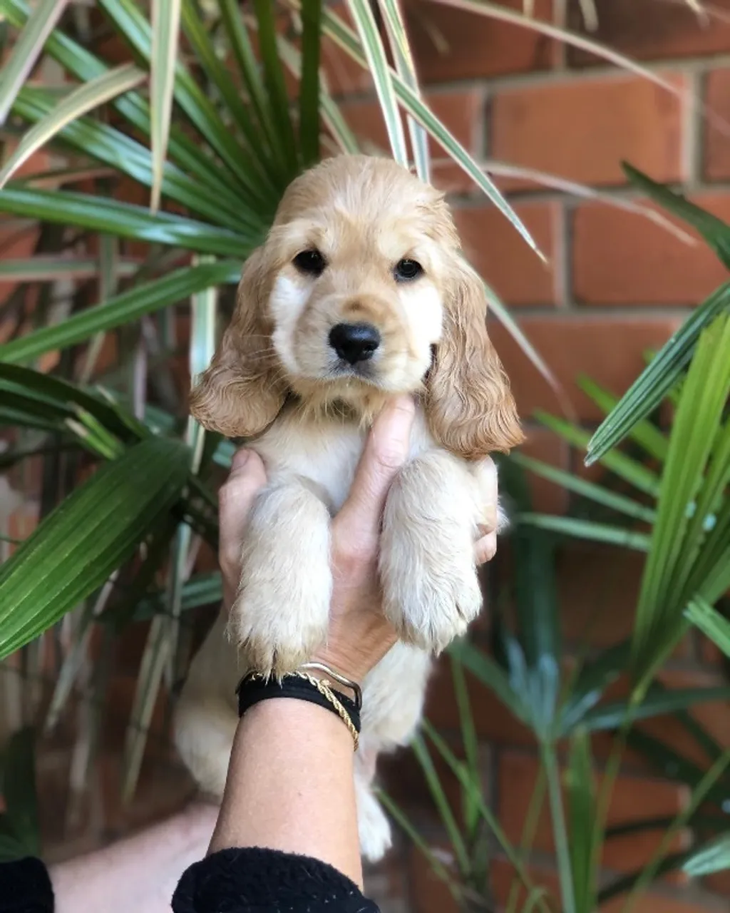Filhotes de Cocker Spaniel Inglês