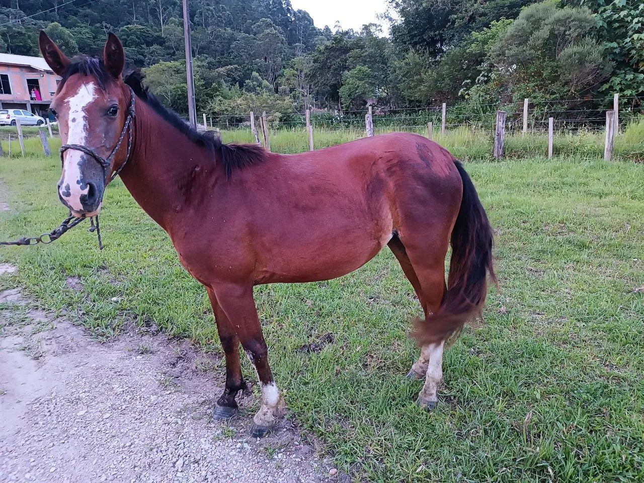 Potra chucra  - Foto 2