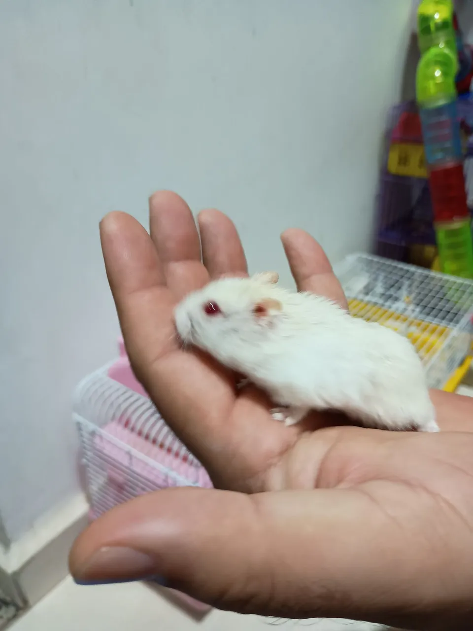 Hamster filhotes para venda