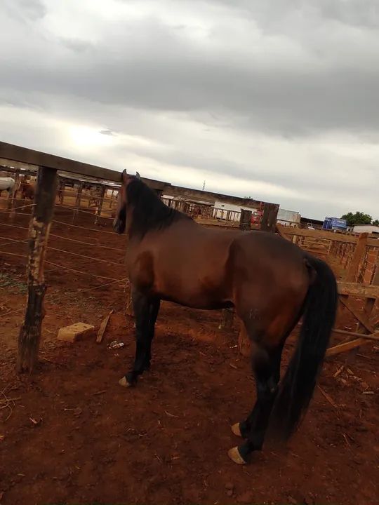 Cavalo Quarto de Milha REGISTRADO!!! - Foto 3