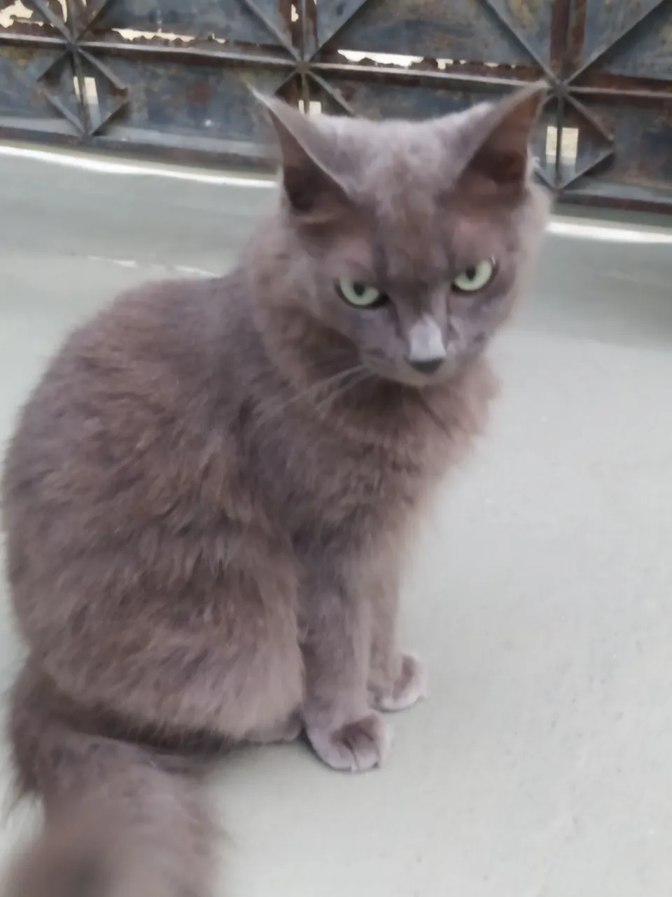 Gata Castrada pra adoção 