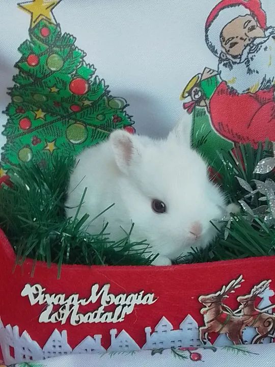 Coelha Mini Netherland com 30 dias  - Foto 5