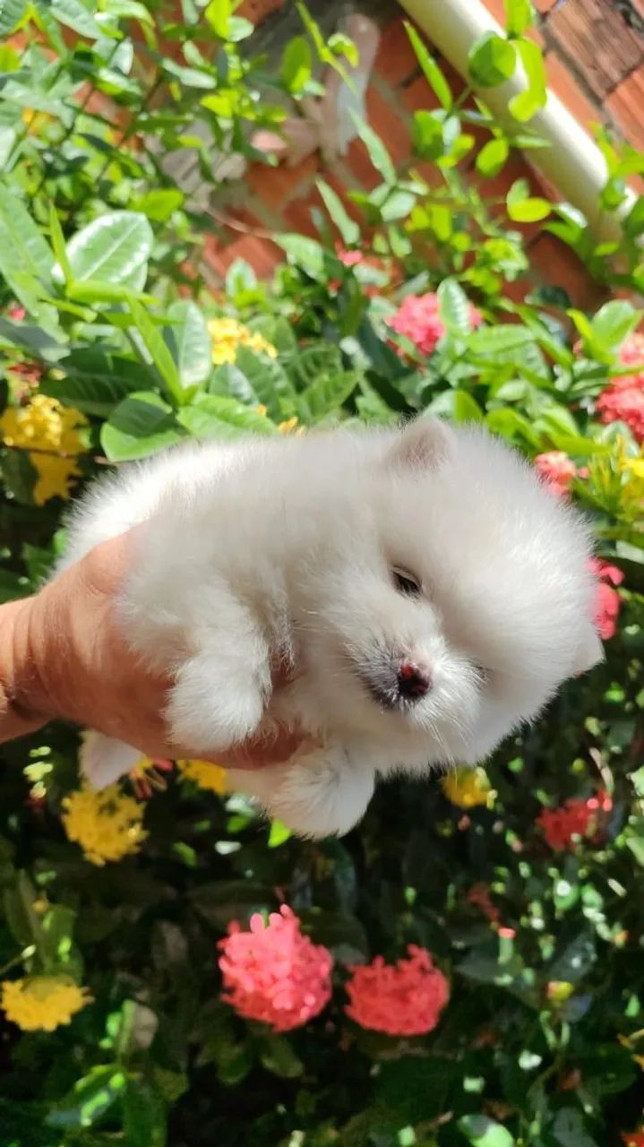 Filhote Spitz Alemão Branco - Uma Fofura!