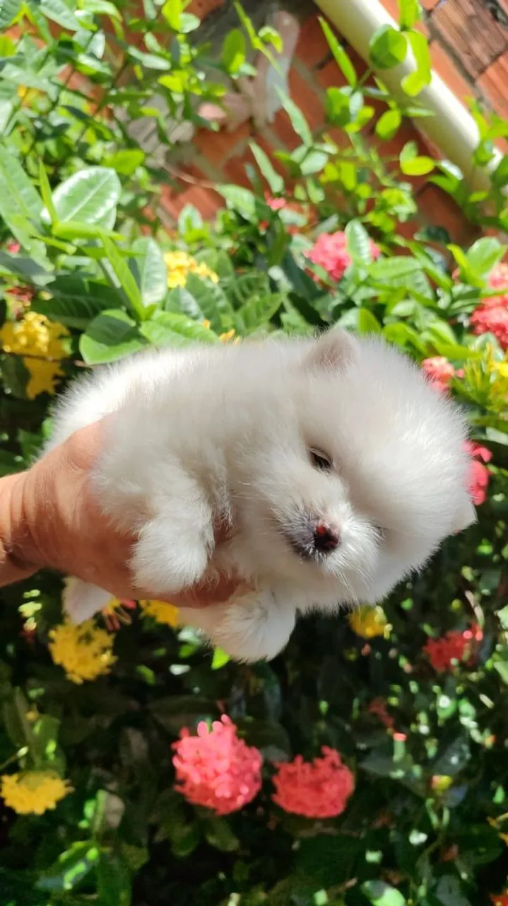 Filhote Spitz Alemão Branco - Uma Fofura!