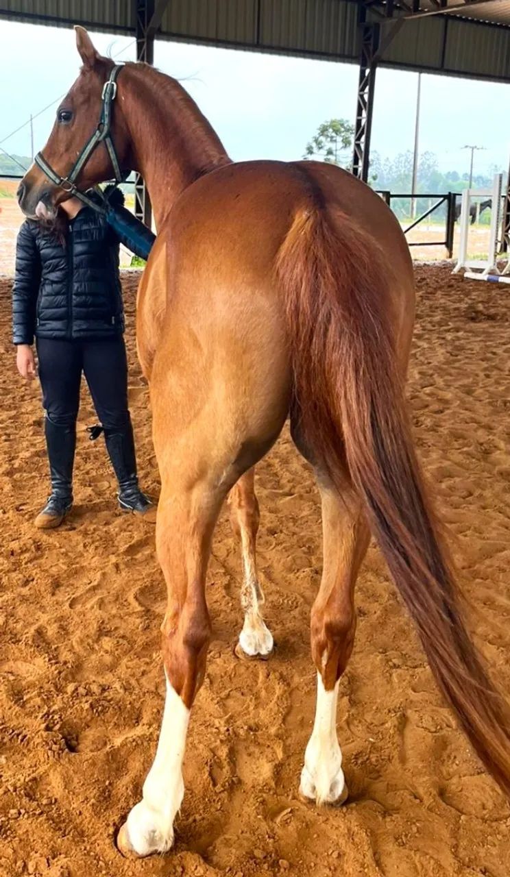 Lindo Árabe Macho Castrado 9 anos - Foto 4