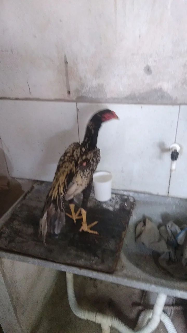 Galinhas galo frango frangas pra vender tem uns 20 a 25 se levar tudo  - Foto 4