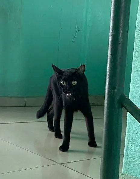 Adote um gatinho e mude duas vidas - Foto 2