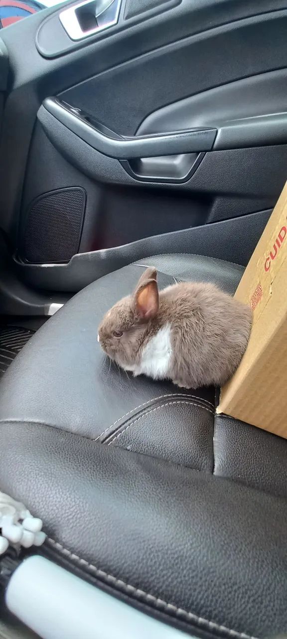 Filhotes disponíveis mini  - Foto 5