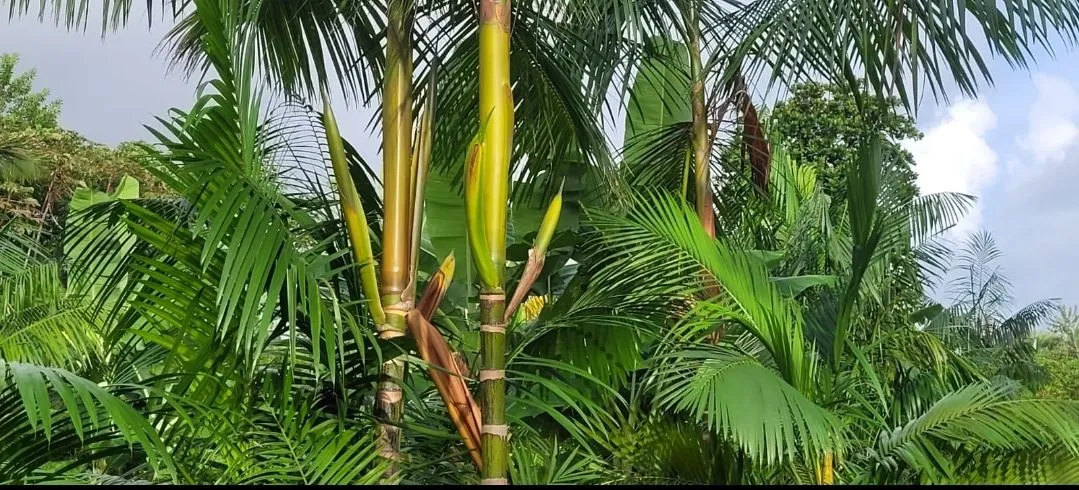 Fazenda Agro Açaí