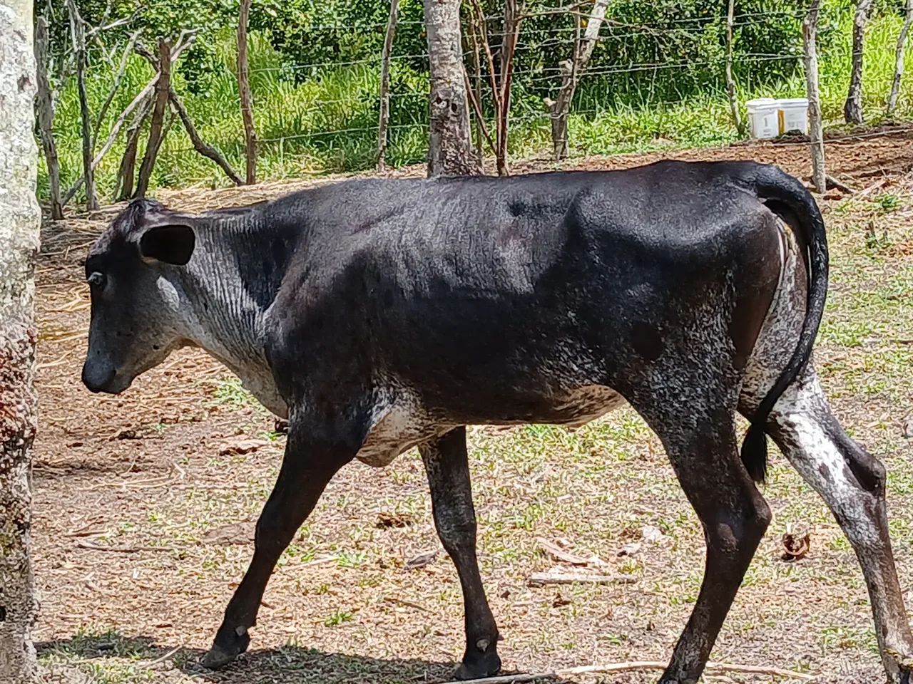 2  novilhas  girolanda 