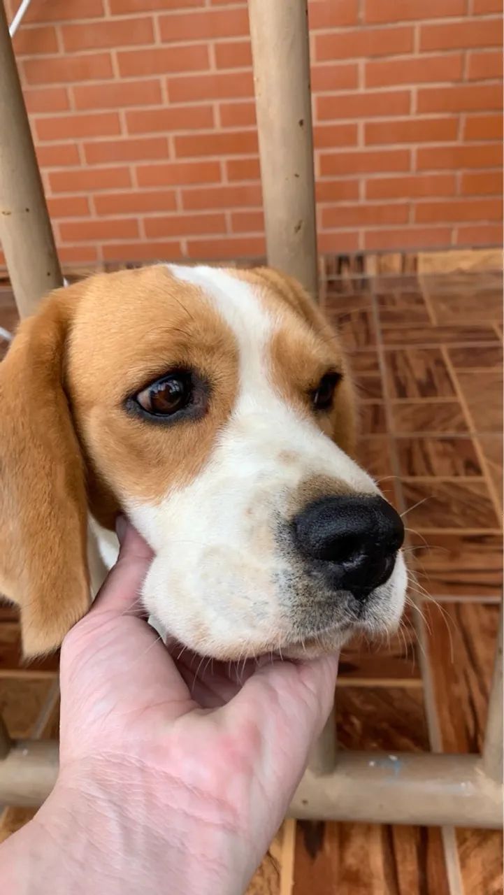 BEAGLE COM PEDIGREE | Casal Beagle  - Foto 2