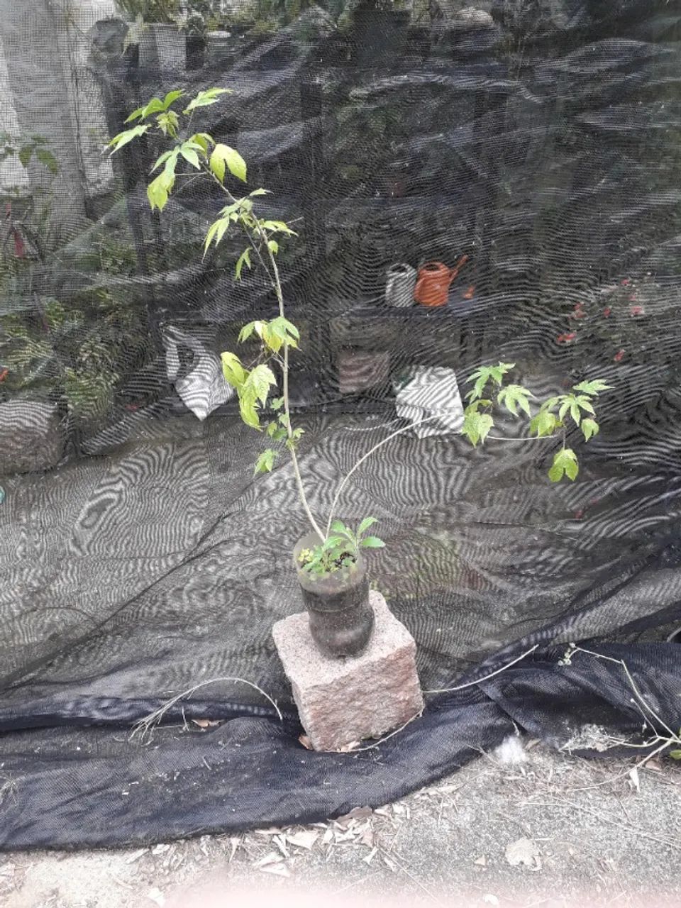 Muda de Abutilon - flor ornamental - Porto Alegre RS  - Foto 2