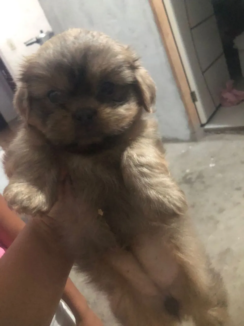 Filhote de Shih Tzu disponível para venda