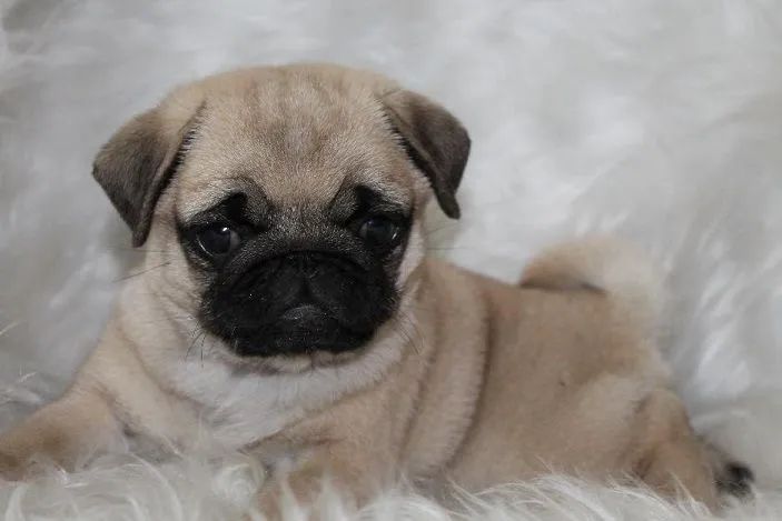  Fêmea e Macho , Pug Filhotinhos Para Apartamento  - Foto 2